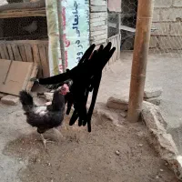 مرغ محلی|حیوانات مزرعه|شاهین دژ, |دیوار