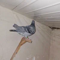 پرنده (کفتر)|پرنده|مشهد, نیزه|دیوار