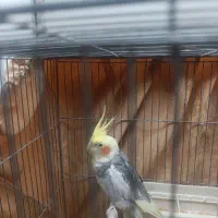 عروس هلندی