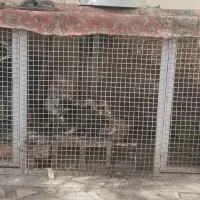 قفس و جفت گاه