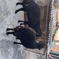 بره نر چاق چله