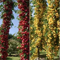 گیلاس لاپینز آمریکایی|عمده‌فروشی|اصفهان, آزادگان|دیوار