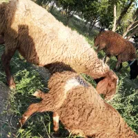 میش بره مهربانی|حیوانات مزرعه|بیستون, |دیوار