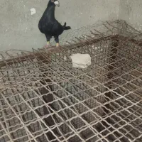 کبوتر
