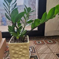 گل طبیعی|گل و گیاه طبیعی|کاشان, دانش|دیوار