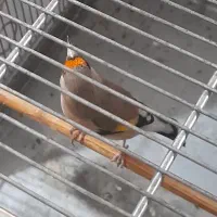 سهره دورگ معاوضه با رسمی یا سهره قناری نر|پرنده|ری, ولی آباد|دیوار