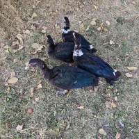 اردک اسرائیلی جوان نر3تا ماده 1