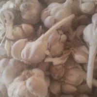 سیر با کیفیت فقط ک ۱50