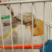 عروس هلندی طاووسی فوق دستی ، نر