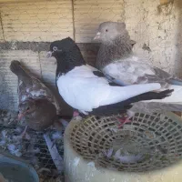 کبوتر یک جفتشو با عروس که جوجه داشته باشه میرنم|پرنده|مشهد, توس (بلوار توس)|دیوار