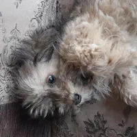 ناناس زیبا و دوس داشتی