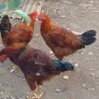 خروس کشتنی|پرنده|قائم‌شهر, |دیوار