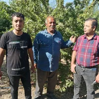 فروش انواع نهال های اصلاح شده وپربارودیرگل تضمینی|گل و گیاه طبیعی|مراغه, |دیوار