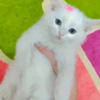 واگذاری تعدادی گربه