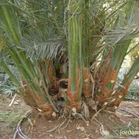 فروش انواع نخیلات ( پیارم و خاسی)