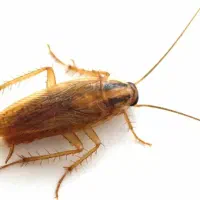 سمپاشی منزل دارای گواهینامه بهداشت حرفه ای سم پاشی