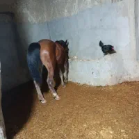 خرید و فروش اسب|اسب و تجهیزات اسب‌سواری|اصفهان, مسجد مصلی|دیوار