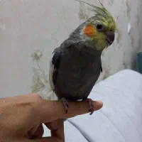 عروس هلندی|پرنده|شیراز, نصر|دیوار