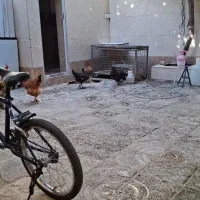 مرغ وخروس