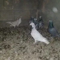 سرور|پرنده|مشهد, منزل آباد|دیوار