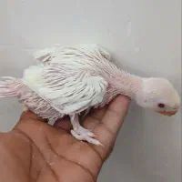 سه عدد جوجه ملنگو کرمینو
