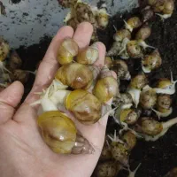 فروش حلزون آلبینو طبی|آرایشی، بهداشتی، درمانی|ماکو, |دیوار