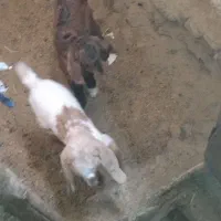 بزغاله یک ماهه و بزغاله بزرگ گوشتی|حیوانات مزرعه|دامغان, |دیوار