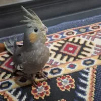 عروس هلندی یکماه و نیمه