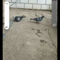 کفتر‌ تکبر‌ والمانی