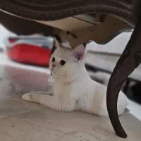 گربه نر بریتیش شورت هیر