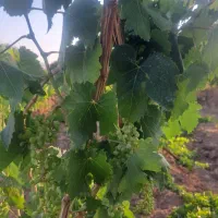 فروش یا معاوضه باغ انگور با زمین  خودرو یا ساختمان