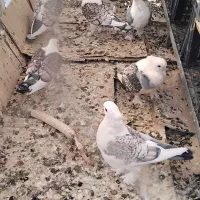 هفت جفت ساتن