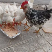 خروس گلین و خروس سفید