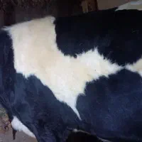 گوساله ی گوشتی