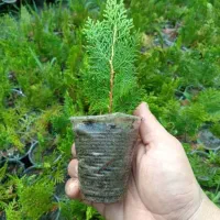 کامیس نوکدار و فشرده