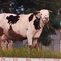 گاو مونت بلیارد دوقلوزا حامله ۸ماه حامله ۳۲کیلوشیر