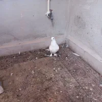 کبوتر لوتی|پرنده|تبریز, |دیوار