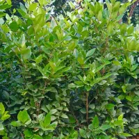 درختچه یاس هلندی