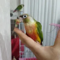 فروش گرینچیک دبل رد فکتور دستی و مولد|پرنده|قدس, شهرقدس|دیوار