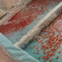 ماهی قرمز|ماهی|همدان, |دیوار