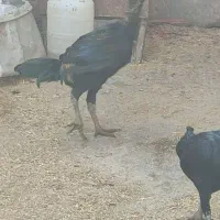 مرغ و خروس لاری و گلین|حیوانات مزرعه|رزن, |دیوار