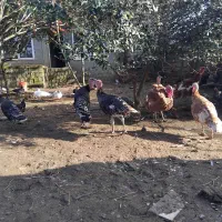 فروش کلی ۱۰ عدد بوقلمون|حیوانات مزرعه|رضوانشهر, |دیوار