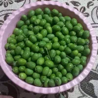 زیتون ۱۰ کیلو
