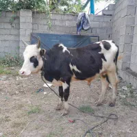ورزا کوله خیلی فقیر آرام خوشکل
