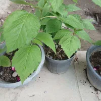 نهال رزبری