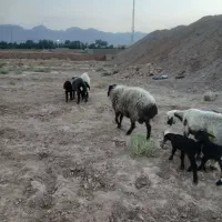 قوچ هترو|حیوانات مزرعه|یزد, |دیوار