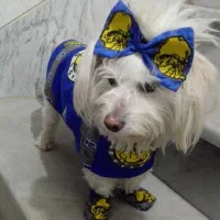 سگ گمشده نر.اسلامشهردرتاریخ1404/5/16.|حیوانات|اسلامشهر, شهرک قائمیه|دیوار