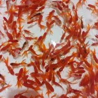 پخش عمده ماهی قرمز