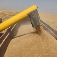 باسلام 60هکتار زمین کشاورزی اجاره برای گندم