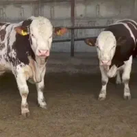 گوساله لاغرفروشی